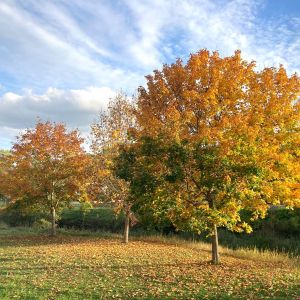 Un automne à Roffiac dans le Cantal